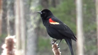 Red-winged blackbird