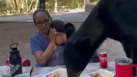 Black Bear eating picnic food😳