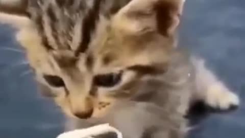 Funny cats 😂 episode 219 #shorts