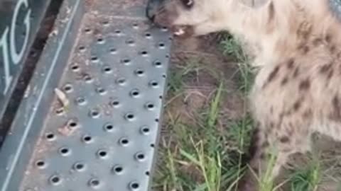 Inquisitive Hyena Cubs Playfully Gnaw At Safari Vehicle