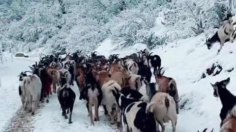 Snow camel walks with the goats