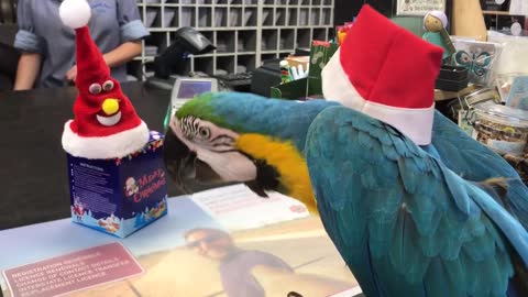 Parrot Takes Down Santa Imposter