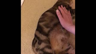 Daisy gives a birth to two little Scottish fold