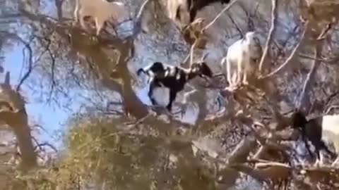 Animaux souss argan amazigh morocco