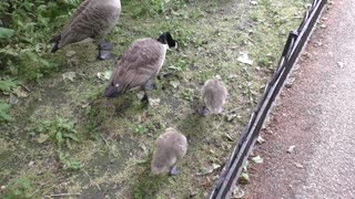 Goose couple with young