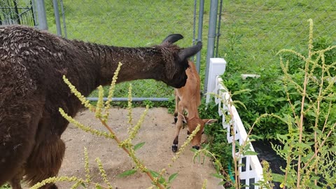 Stella and Fiona