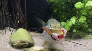 Pike Attacks Other Fish and Swallows It Whole
