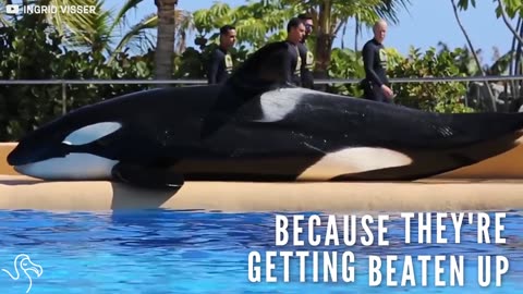 SeaWorld's Orcas Are Beaching Themselves