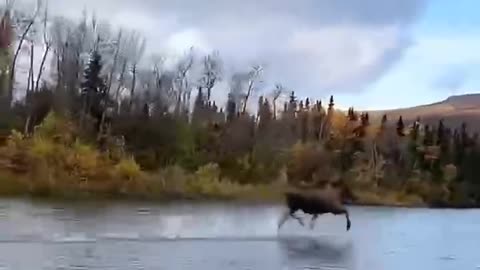 Lucky moose