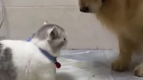 cute cat and dog #13