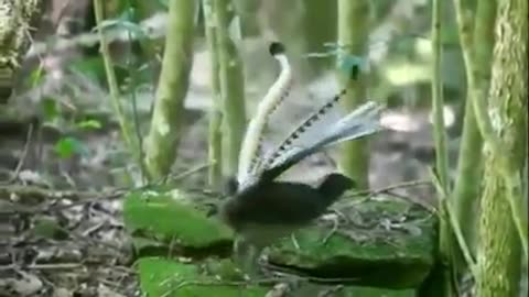 Amazing Bird With Firing Sound 😳😲😣