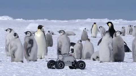 Penguin Colony Exploration Rover 🇦🇶 Cape Washington