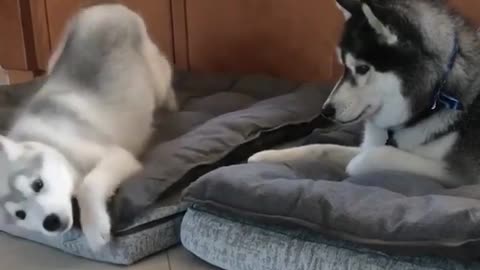 Cute and funny dog videos #19