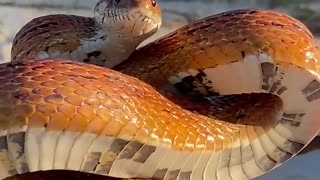 Corn Snake arms himself for the camera