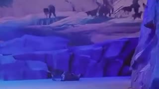 30 trained wolves incorporated into a live play