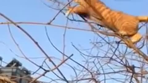 Cat vs bird | dangerous cat attact | birds move | rumble | viral video | monetized