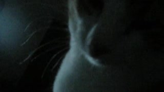 Cat meows in the dark
