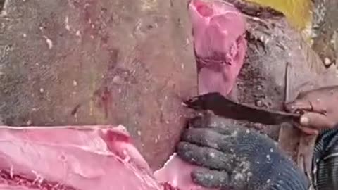 Fish cutting