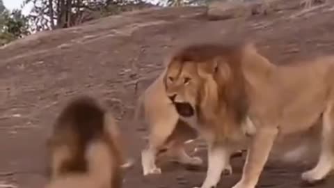 Lion Animal World