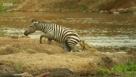 Zebra's incredible escape from the crocodiles Amazing zebra power