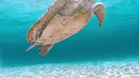 💡The green sea turtle