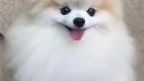 Cute Dog cute puppy short Video