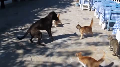 Dog and cat fight