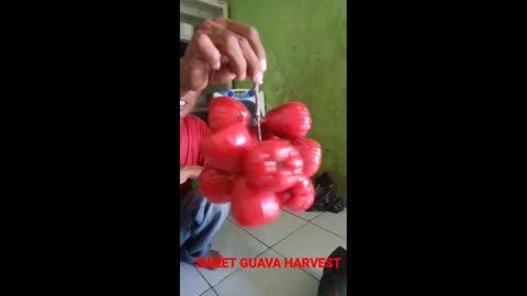 sweet guava harvest