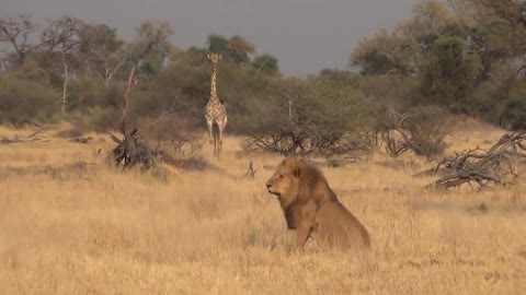 LIONS VS HYENAS - Clash of Enemies