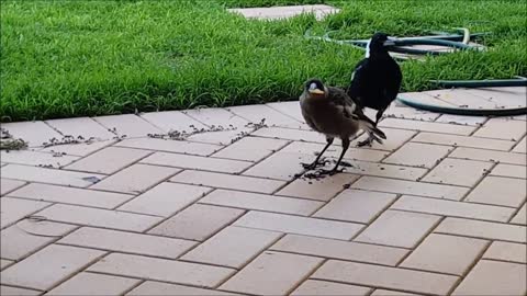 Father magpie feeding baby