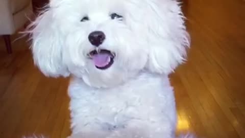 Adorable little doggy learns how to ring bell for treats