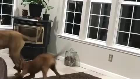 Puppy goes for the Achilles’ tendon