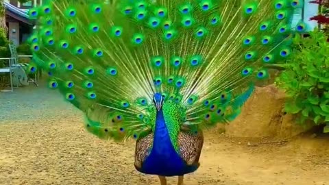 beautiful peacock opens his feathers