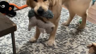 Smiley Puppy with his Favorite Toy