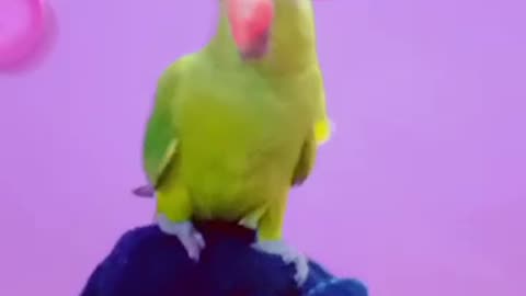 Parrot Baby | Adorable Parrot #mitthu #parrotbaby