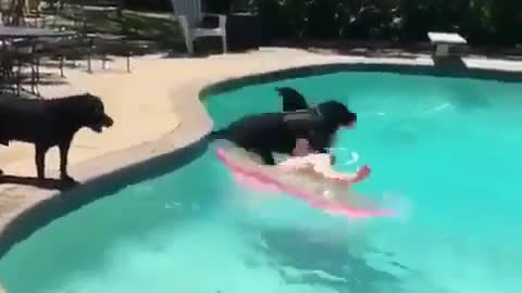 Black Lab Thinks He's a Shark - Too Cute