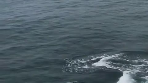 killer whale in Asian Pasific