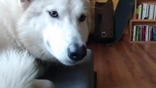 Angry dog pouts over tasty nuggets