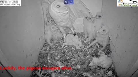 Must watch the dramatic ending.Wild pigeon lays egg in active barn owl next to 7barn owl nestlings.