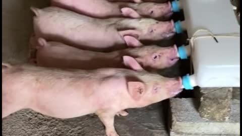 This is the first time I've seen pigs fed like this