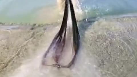 Longest hair in the world