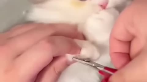 Cat Video Cute Cat Kitten😍😍😍