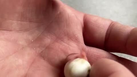 The Smallest Parrot you have ever seen - Tiny egg rescue