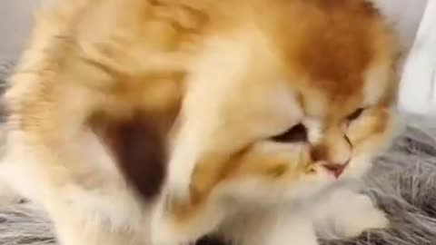 Little cats cute and funny videos #pets #funnycats #shorts #cats