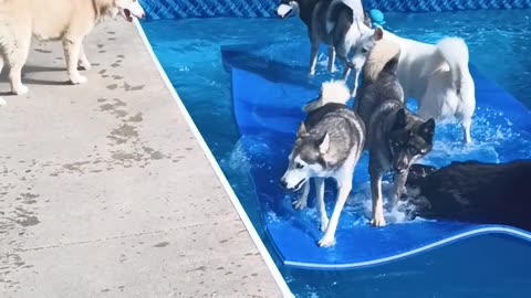 Dogs Play On The Floating Mat
