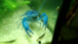 Flock it Farm: Brutus the crayfish