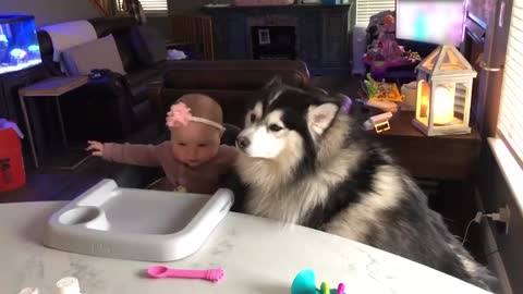 Baby Girl Loves to Give This Furry Dog Little Cuddles