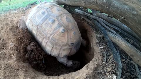 Tortoise Laying Eggs-14