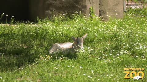 Addax Calf Born at Brookfield Zoo