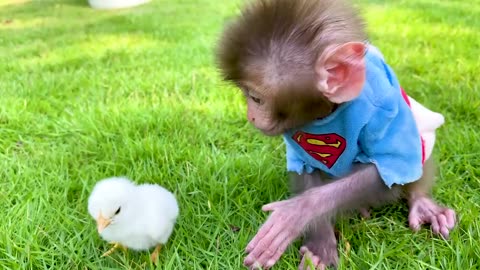 Baby monkey Bon Bon goes to do the laundry and playing with the Chicken So cute, funny animal video